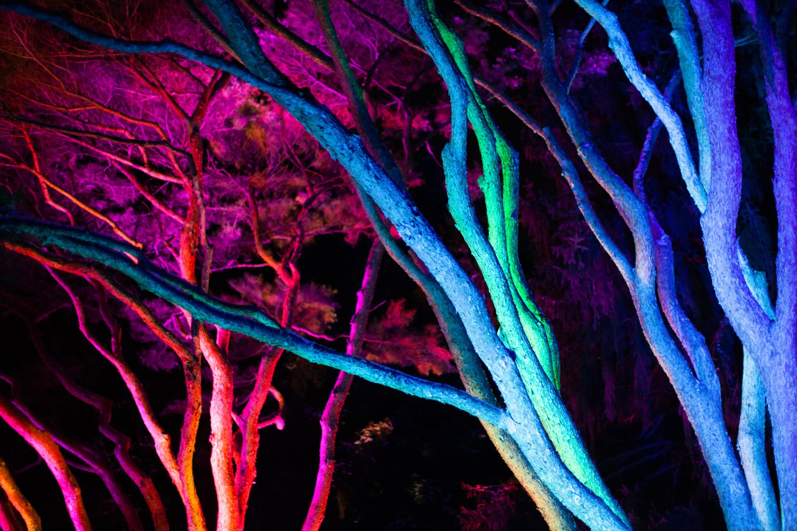 Lightswitch And Elation Transform Morton Arboretum Into Magical Wonderland Of LightGallery Image morton arboretum 2023 24 6 
